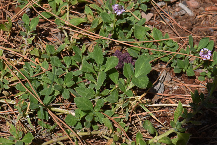 Turkey Tangle Fogfruit has green leaves, widest above the middle and seldom toothed below the middle. Phyla nodiflora 